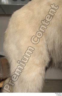 Polar bear leg 0010.jpg